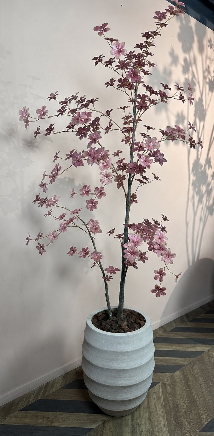 Combideal Cornus Burgundy + pot