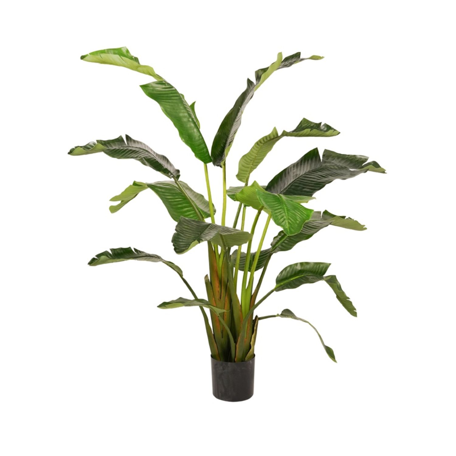 Strelitzia 170 cm