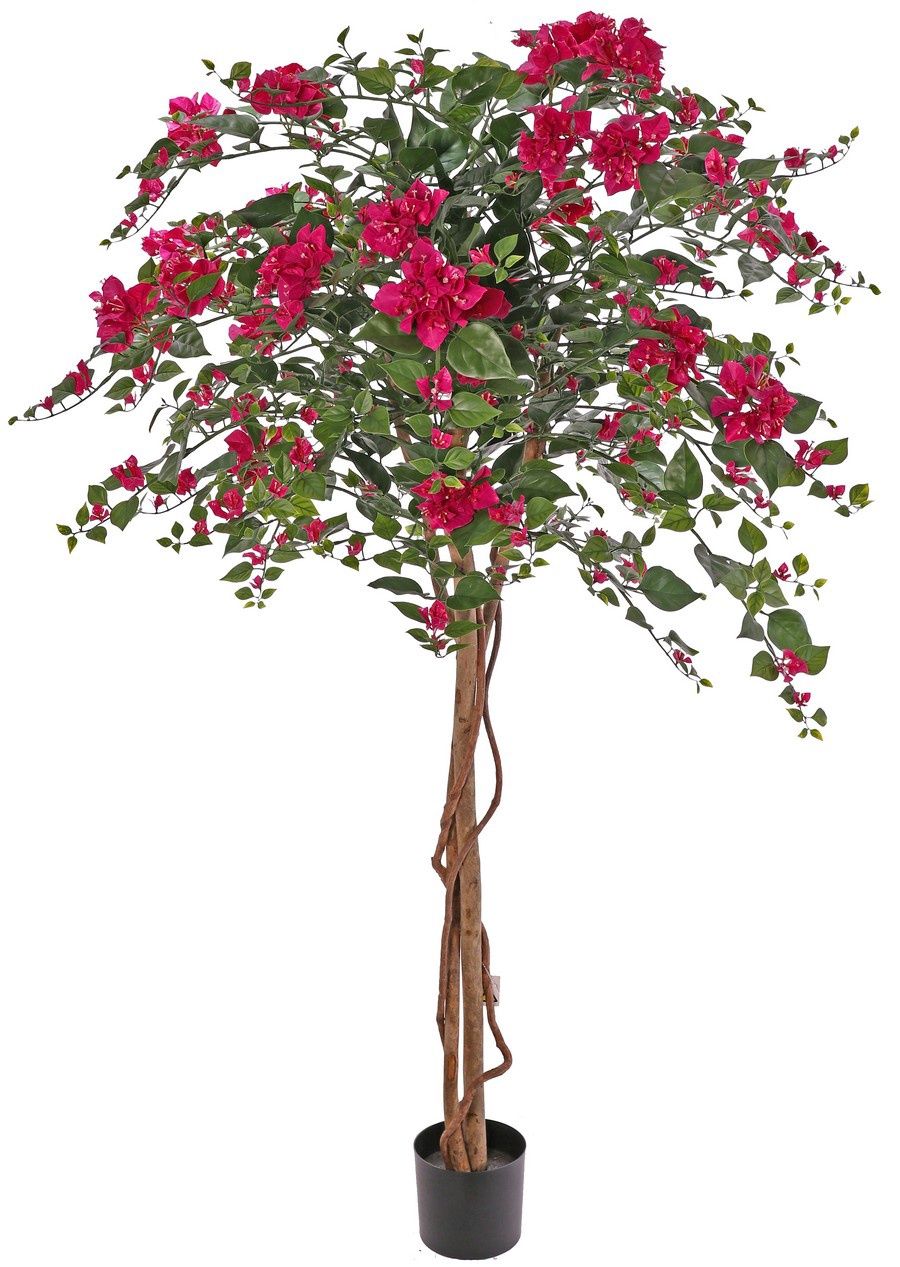 Bougainvillea 180 cm