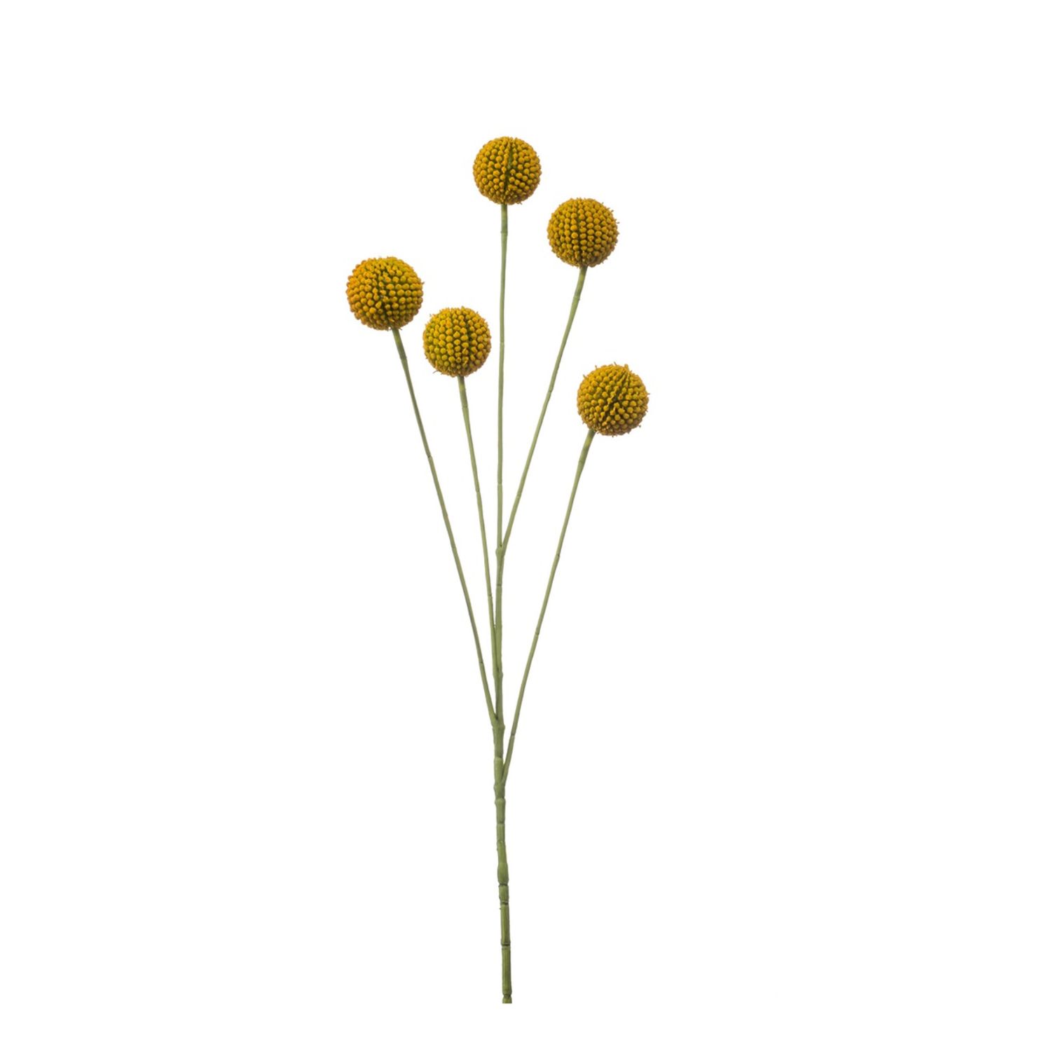 Craspedia yellow