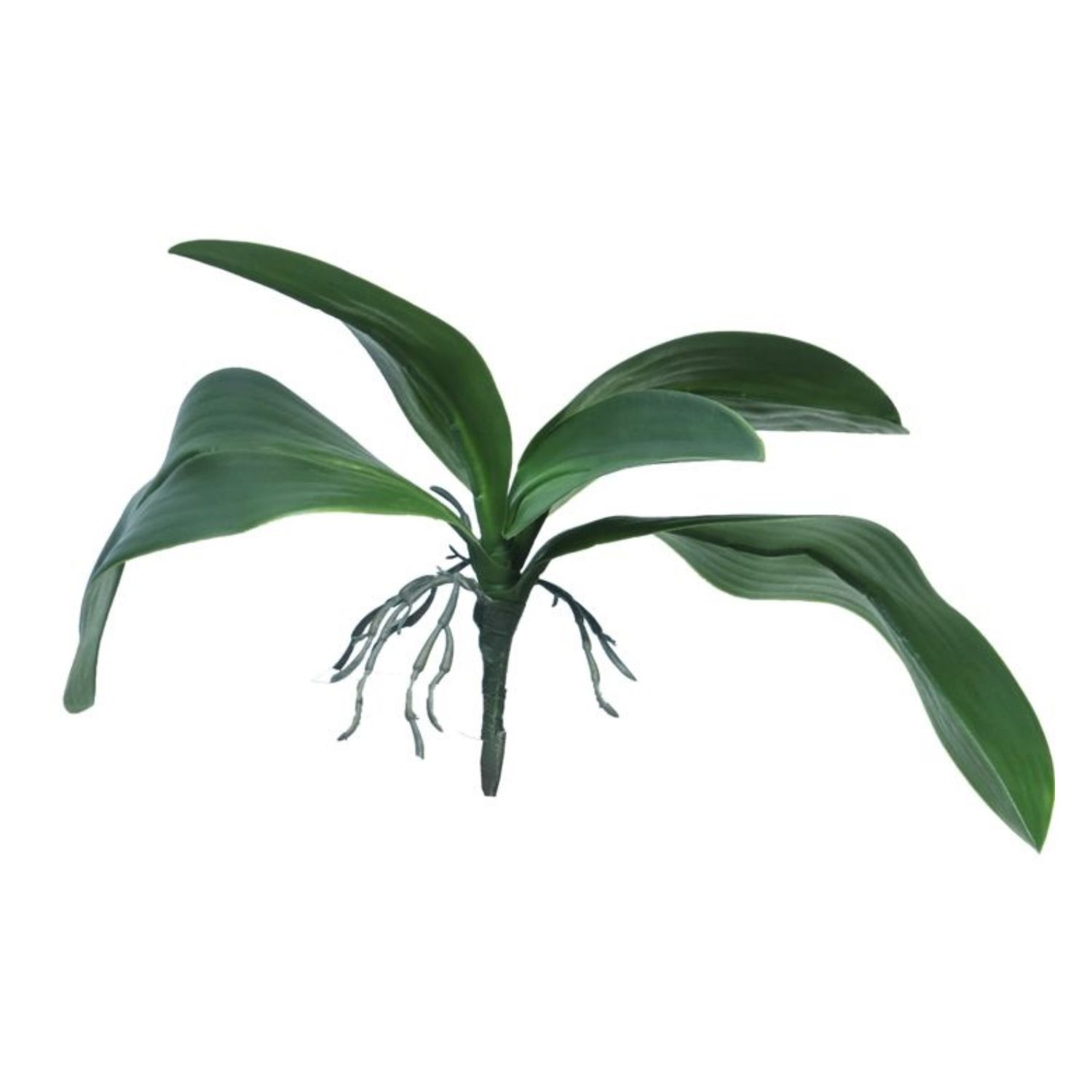 Orchid Leaf Green