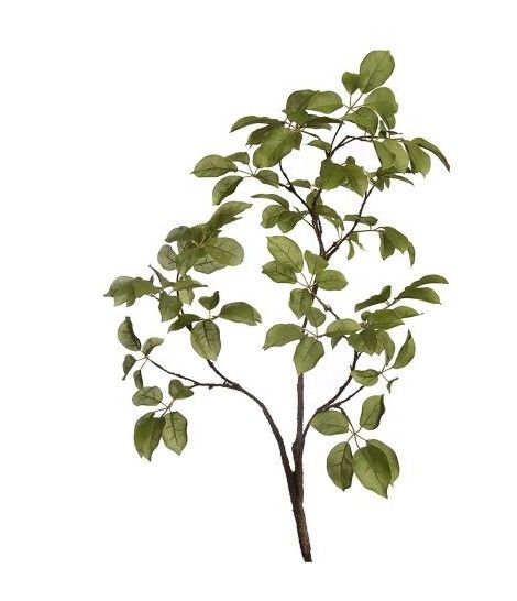 Large leaves green