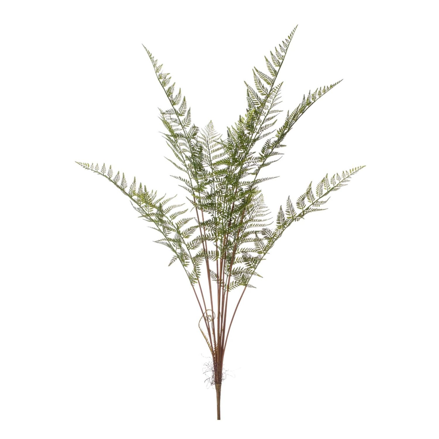 Forest fern bush