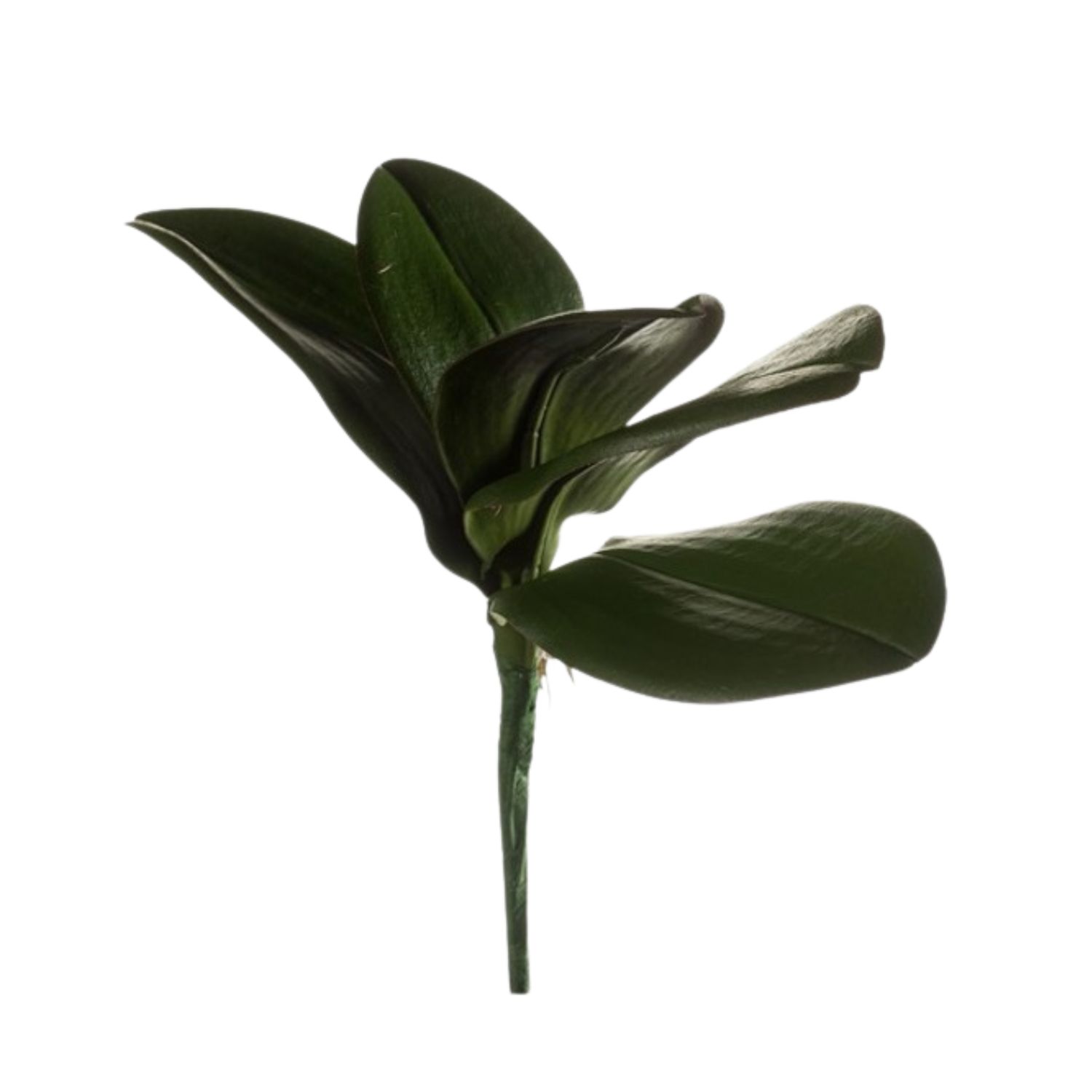 Phalaenopsis leaf bush green