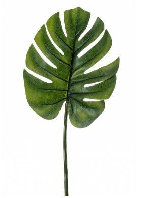 Monstera leaf