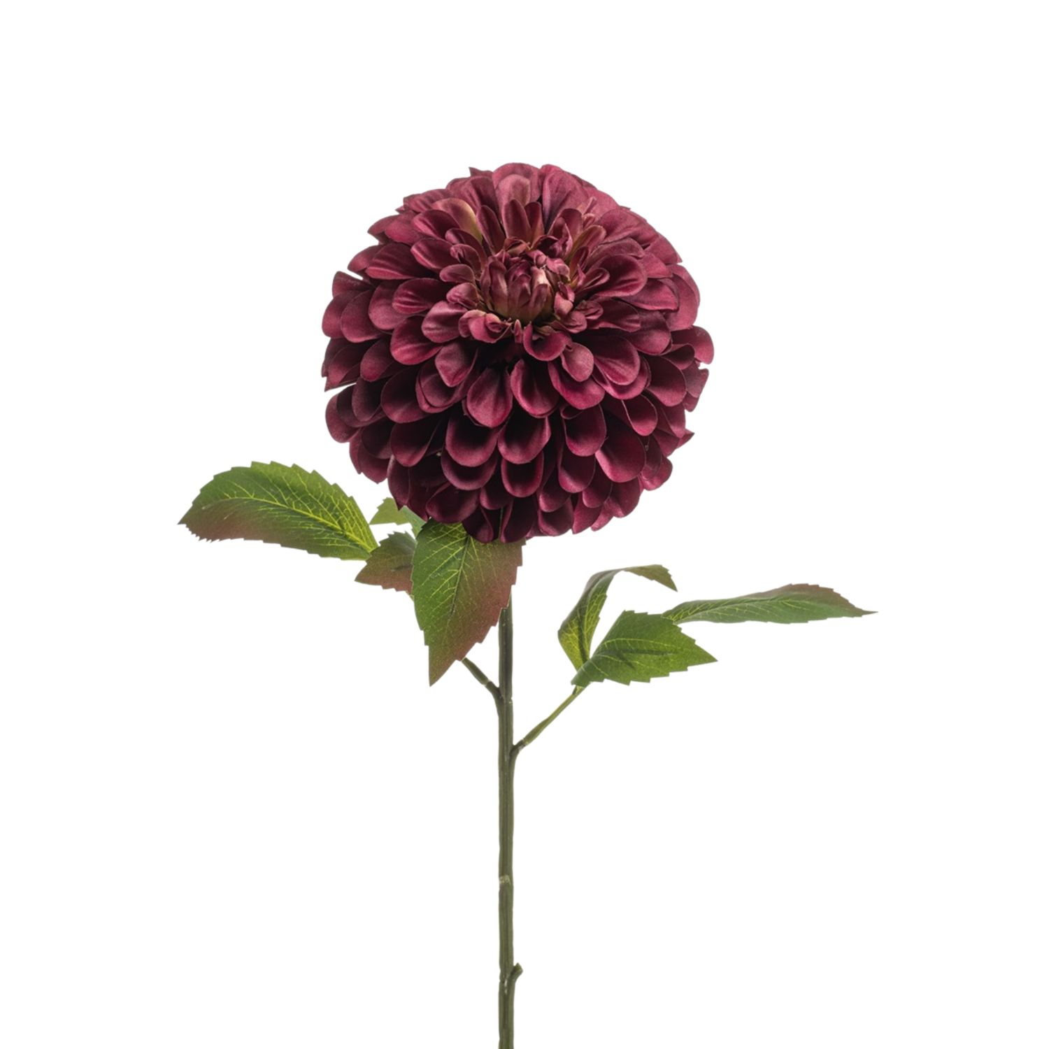 Dahlia pompon spray XL burgundy