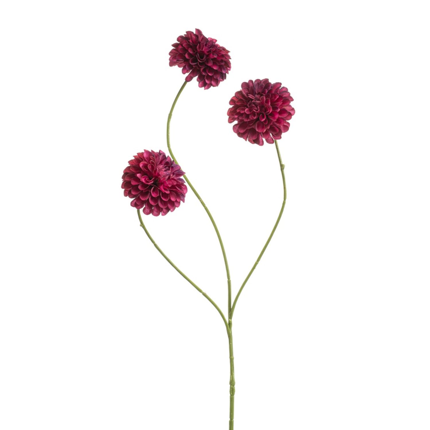 Dahlia pompon mini spray beauty