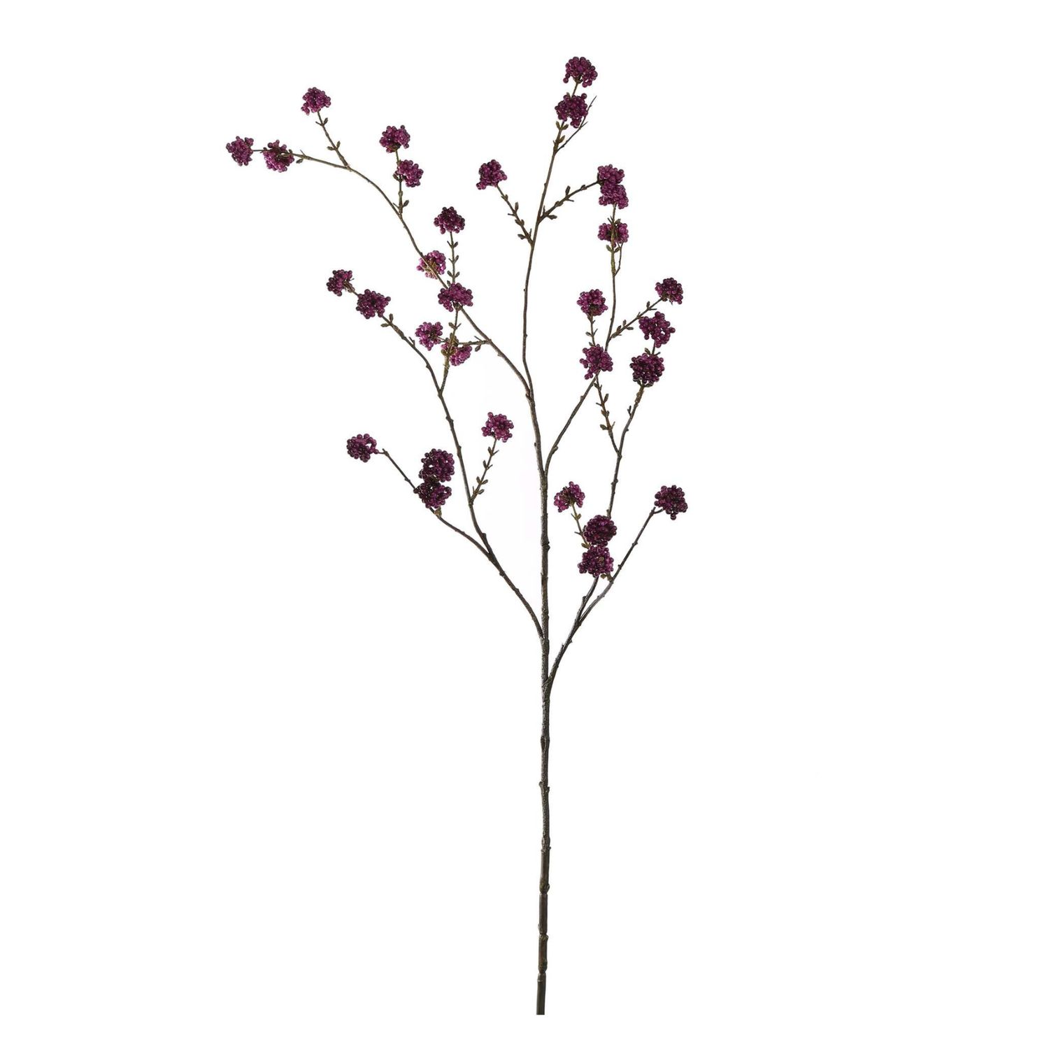 Calicarpa Purple