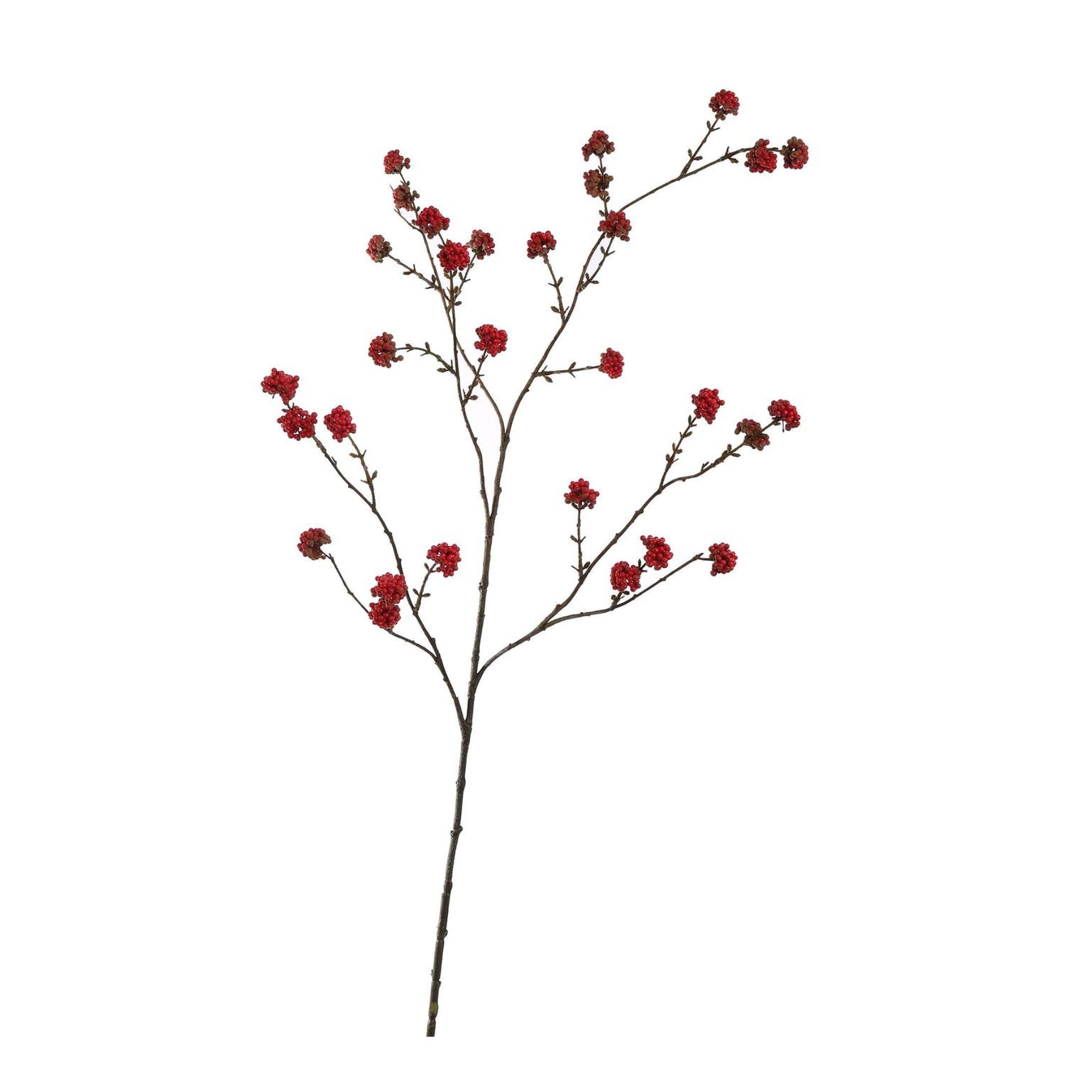 Calicarpa Red