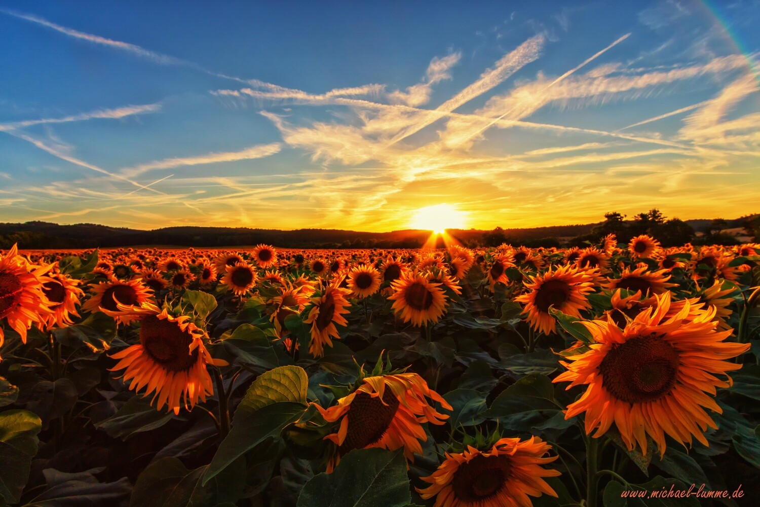 Sonnenblumenfeld im Sonnenuntergang