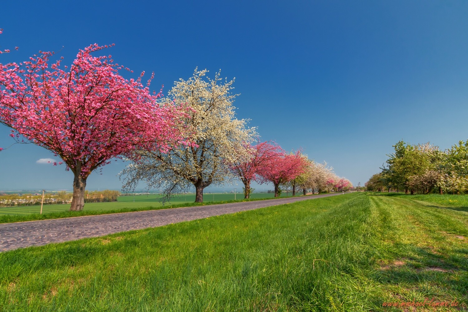 Die Kirschblüte im Huy