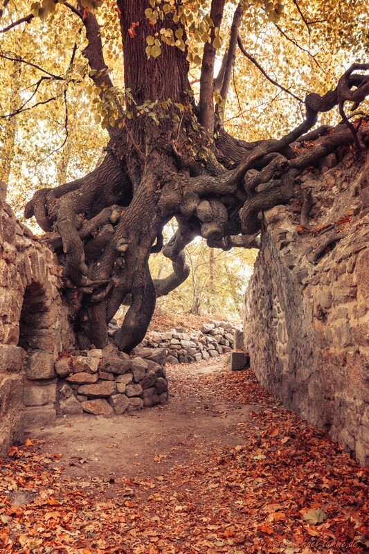 Der Hexenbaum der Burgruine Lauenburg