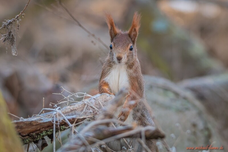 Eichhörnchen im Winter