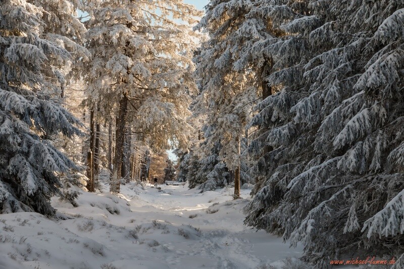 Der Oberharzer Winterwald