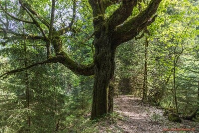 Drachenbaum bei Clausthal-Zellerfeld