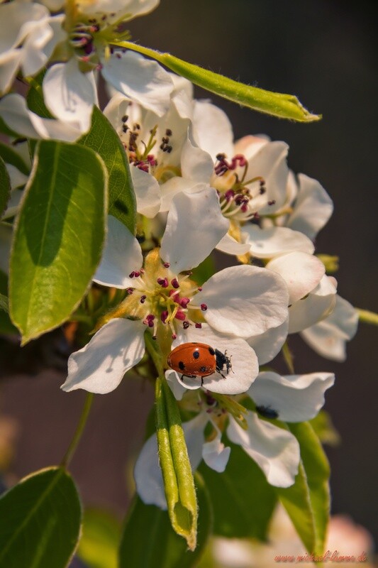 Marienkäfer in einer Kirschblüte