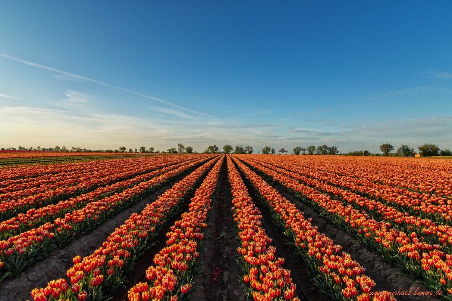Tulpenfeld bei Schwaneberg