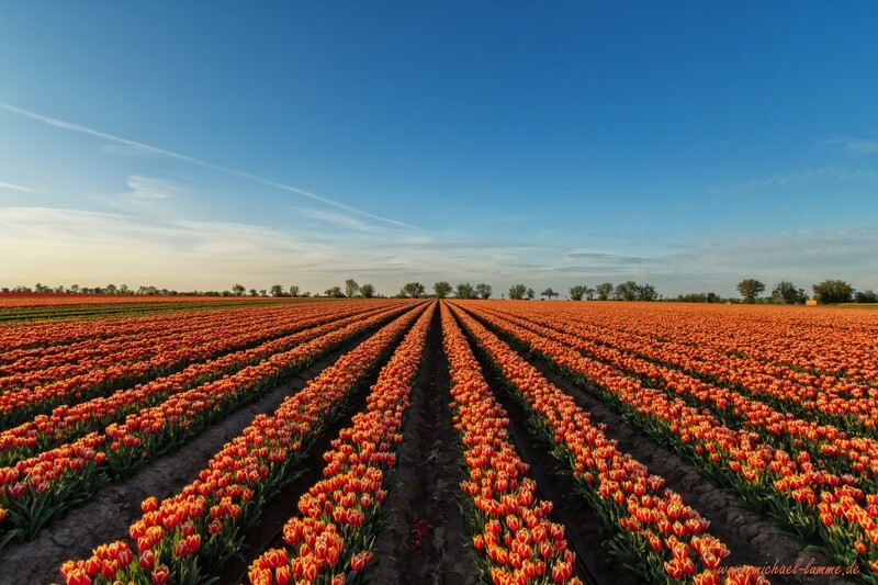 Tulpenfeld bei Schwaneberg
