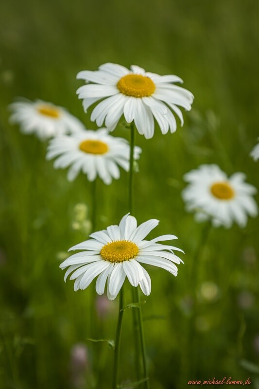 Gänseblümchen