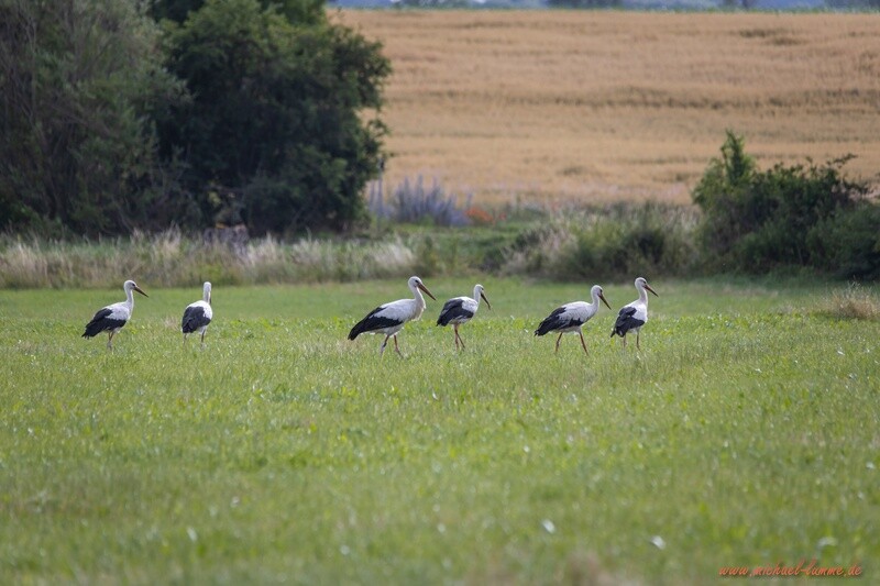 Störche in Abbenrode