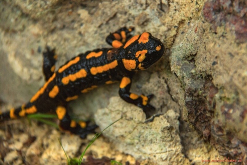 Feuersalamander in Stecklenberg