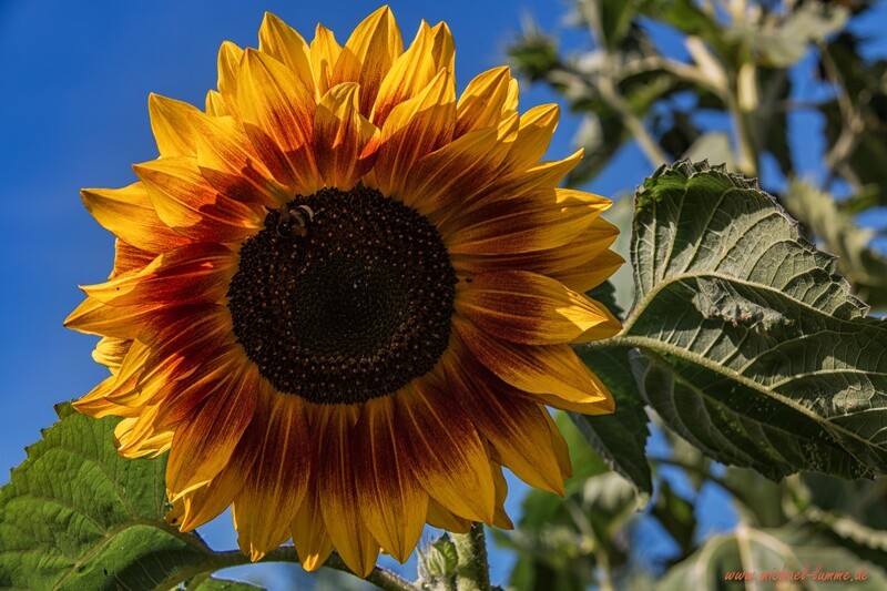 Sonnenblume im heimischen Garten