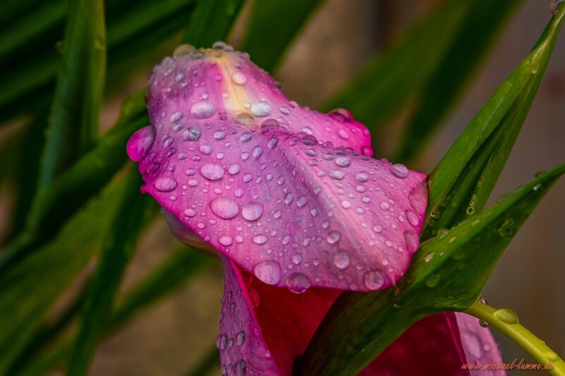Nach dem Regen