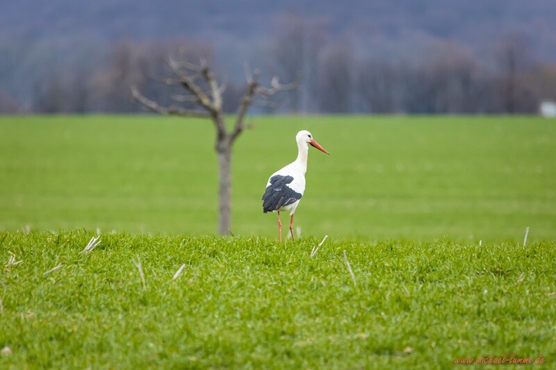 Storch am Landschulheim Grovesmühle