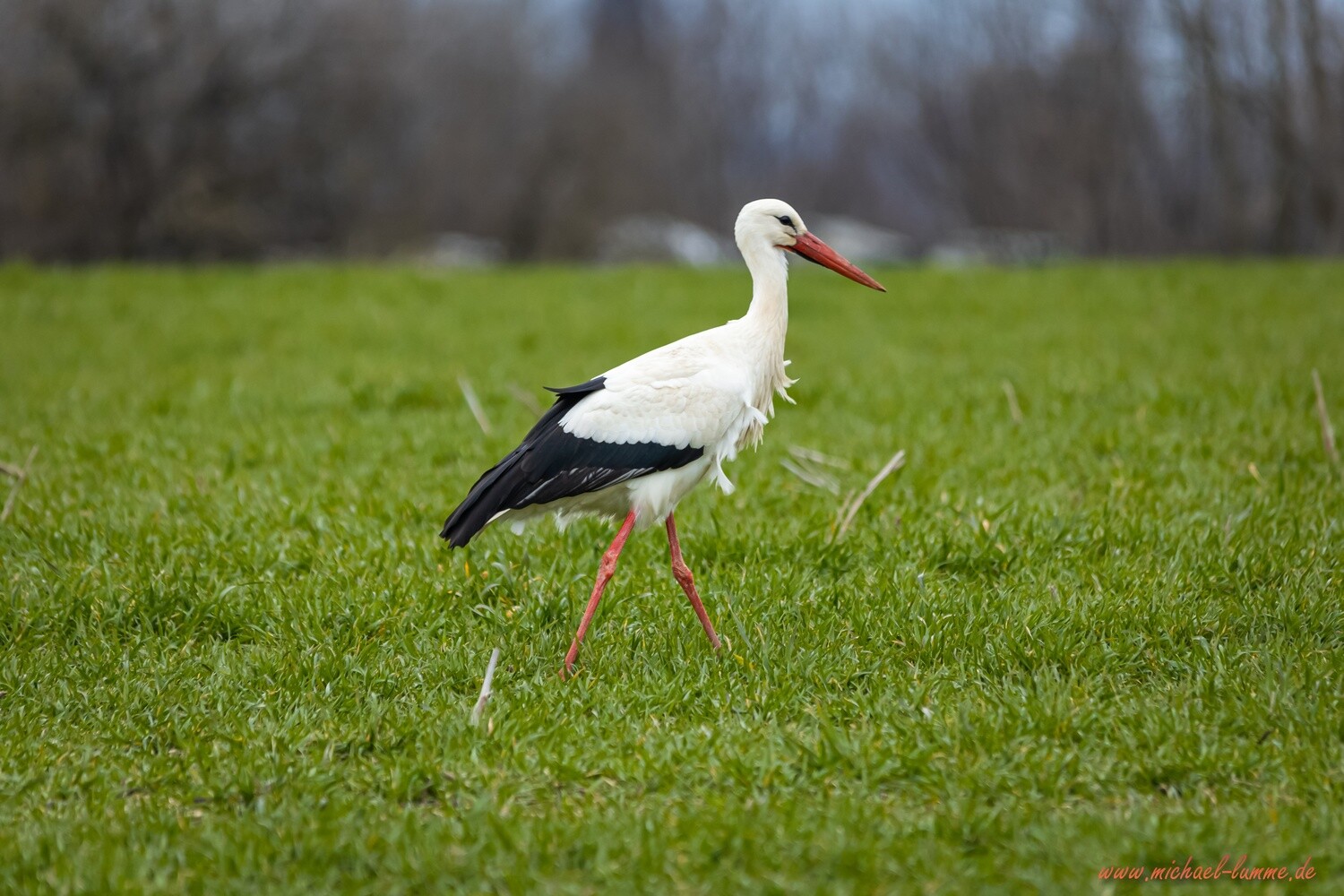 Storch am Landschulheim Grovesmühle