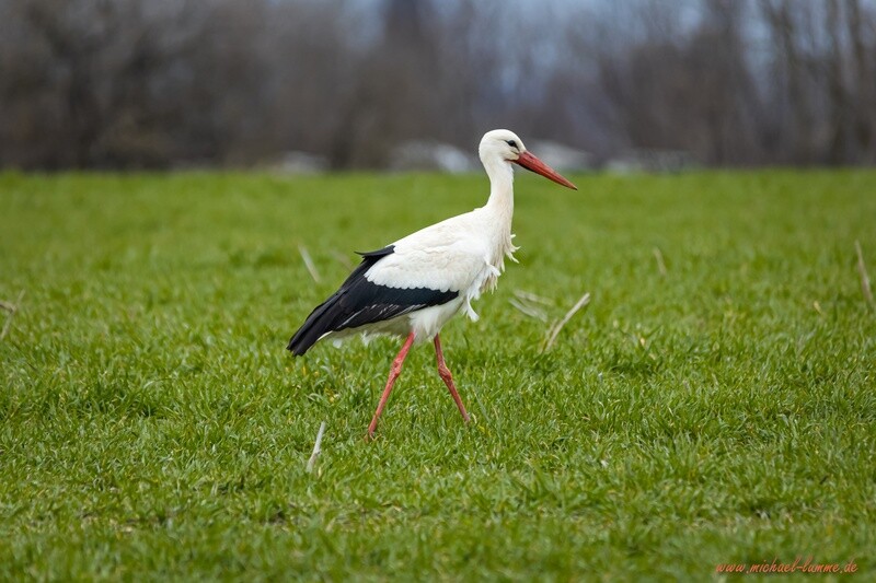 Storch am Landschulheim Grovesmühle