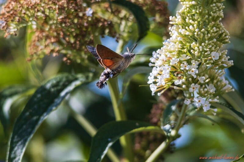 Taubenschwänzchen im heimischen Garten
