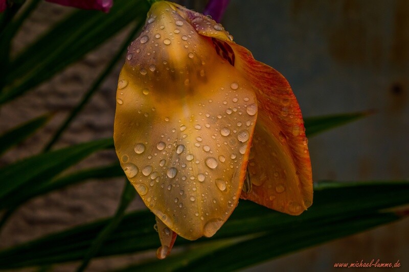 Nach dem Regen