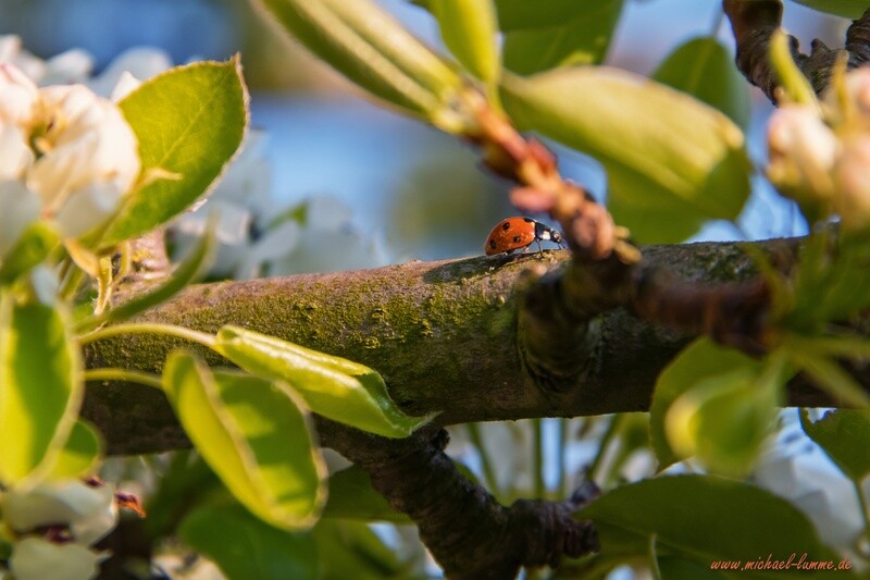 Marienkäfer im Frühling