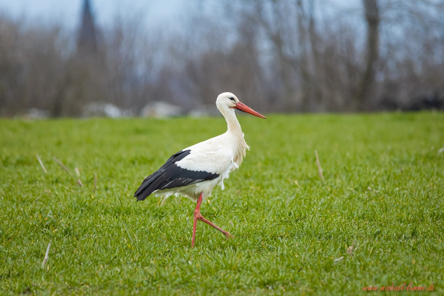 Storch am Landschulheim Grovesmühle