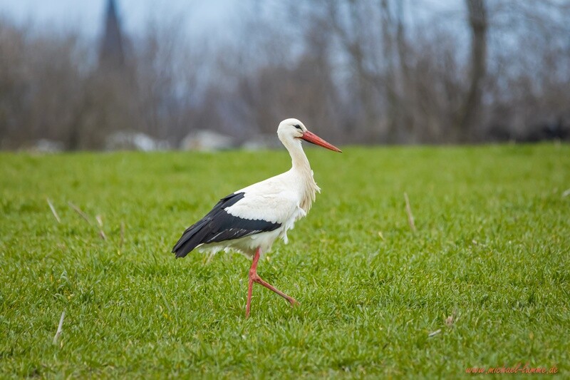 Storch am Landschulheim Grovesmühle