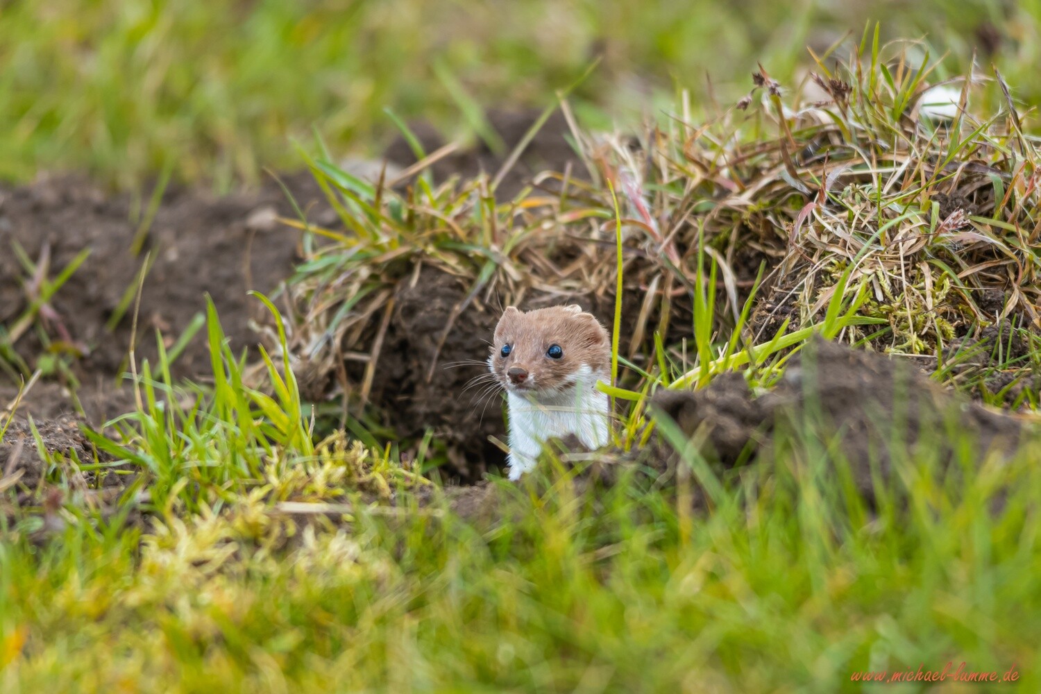 Hermelin im heimischen Garten