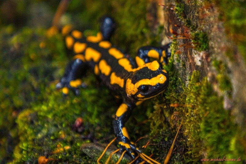 Feuersalamander in Stecklenberg