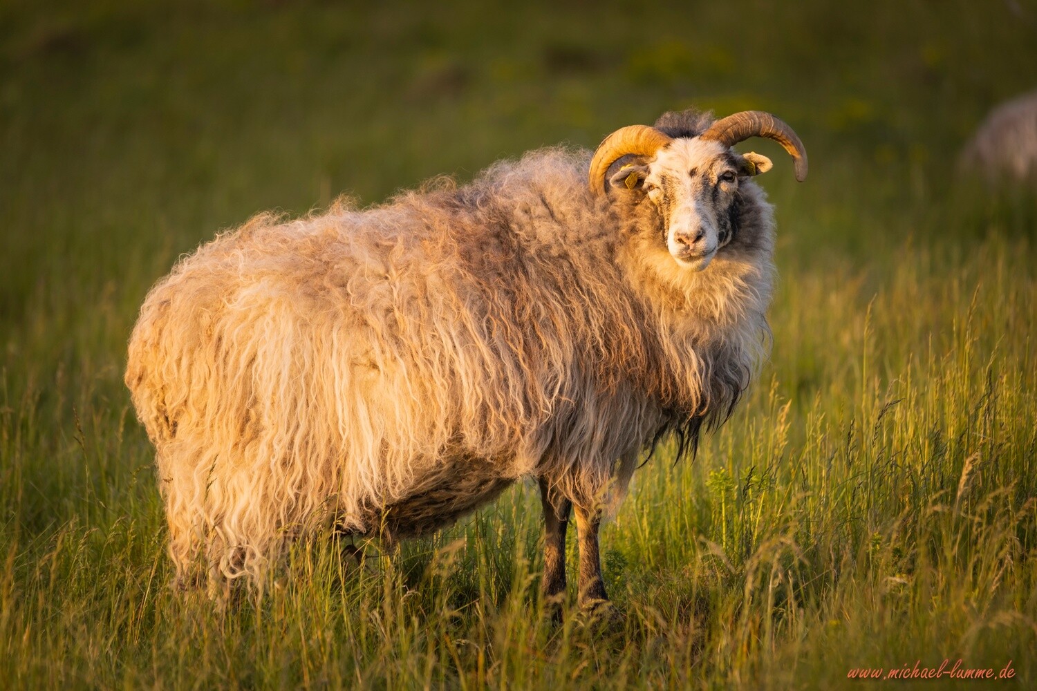 Schaf auf einer Weide