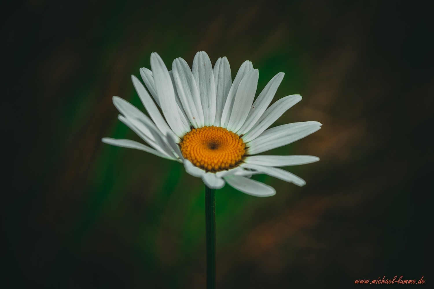 Gänseblümchen