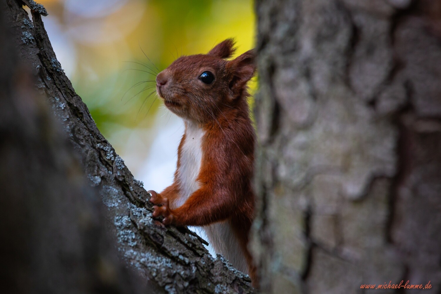 Eichhörnchen in Wernigerode