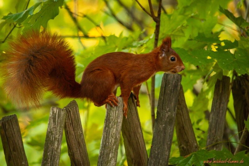 Eichhörnchen in Wernigerode