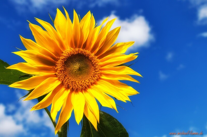 Sonnenblume im heimischen Garten