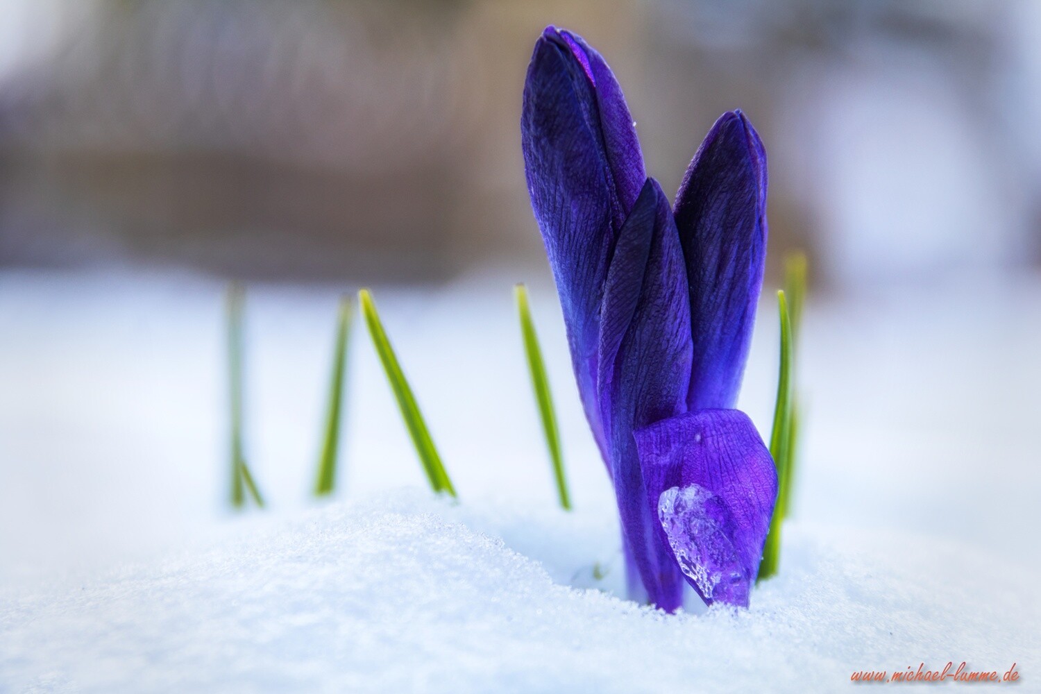 Frühlingsbote Krokus