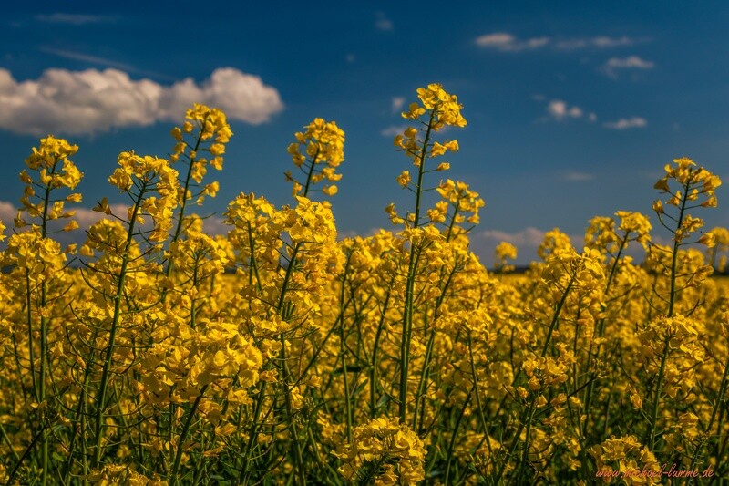 Rapsfeld im Nordharz
