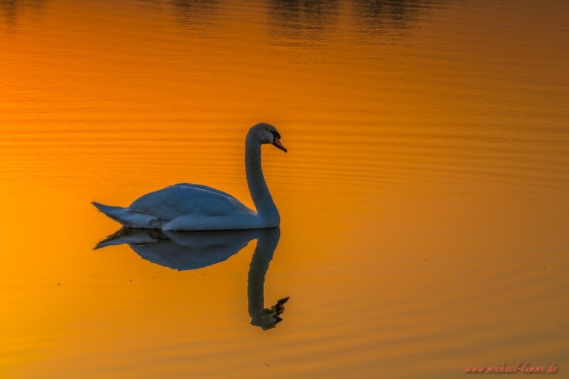 Schwan im Sonnenaufgang