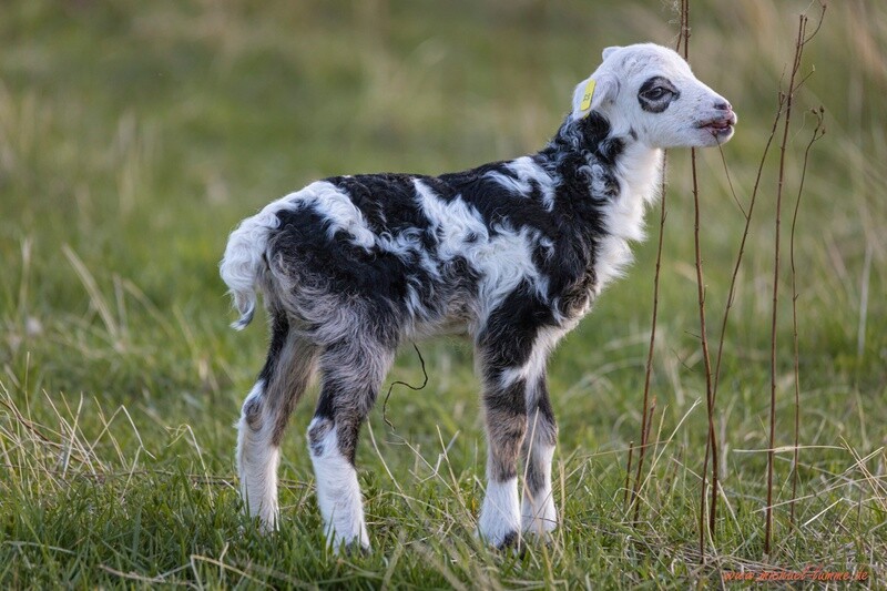 Lamm auf einer Weide im Nordharz