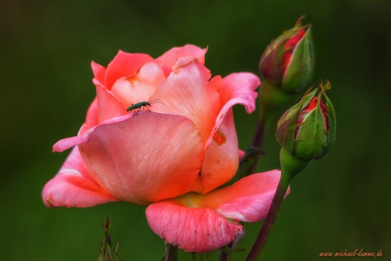 Rose im heimischen Garten