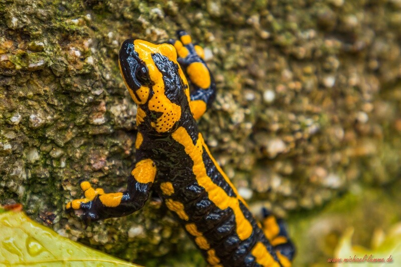 Feuersalamander in Stecklenberg