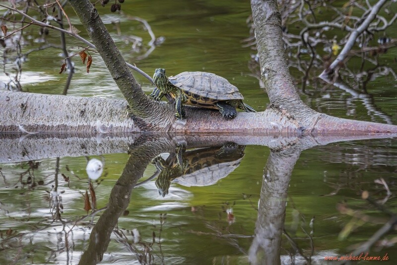 Schildkröte auf dem Forellenteich in Ilsenburg