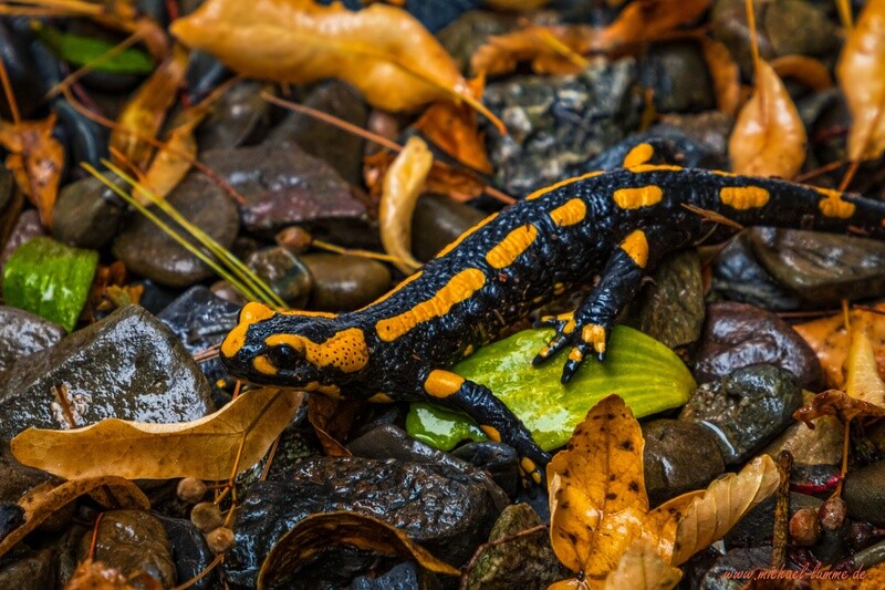 Feuersalamander in Stecklenberg